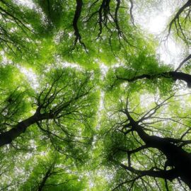low angle photography of trees during daytime