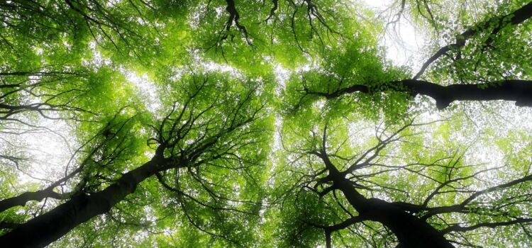 Waldsterben in Wasserschutzgebieten: Eine Gefahr für die Trinkwasserqualität low angle photography of trees during daytime