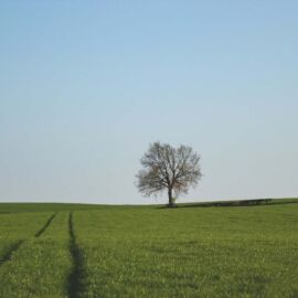 green grass field under blue sky