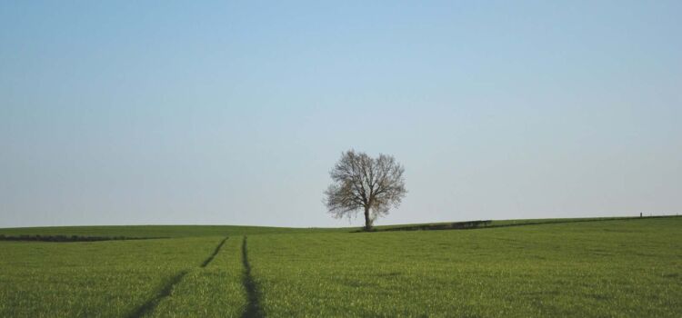 Statement des Umweltvereins Umweltfreunde Köln Nord e.V. zum Genehmigungsverfahren der Klärschlammverbrennungsanlage Köln-Merkenich green grass field under blue sky